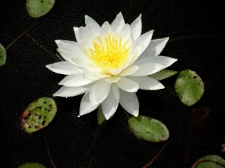 Wild flower